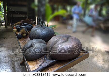"Ripe fruit of the Maldive Coconut or Coco de Mer (Lodoicea maldivica), an endemic species of palm tree, Seychelles, Africa" View Large Photo Image Stock Photo - "Ripe fruit of the Maldive Coconut or Coco de Mer (Lodoicea maldivica), an endemic species of palm tree, Seychelles, Africa". Fotosearch