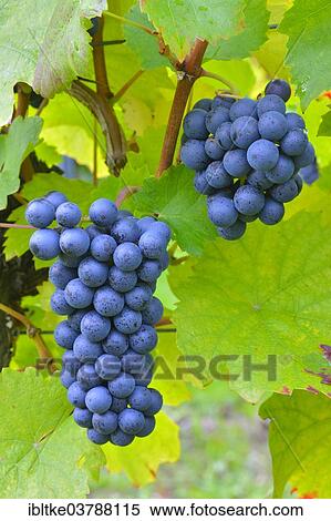 "Ripe grapes, Lemberger grape variety, Rems Valley, Baden-Wurttemberg, Germany, Europe" View Large Photo Image Stock Photography - "Ripe grapes, Lemberger grape variety, Rems Valley, Baden-Wurttemberg, Germany, Europe". Fotosearch