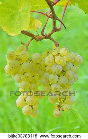 "Ripe grapes, Riesling variety, Rems Valley, Baden-Wurttemberg, Germany, Europe" View Large Photo Image Stock Photo - "Ripe grapes, Riesling variety, Rems Valley, Baden-Wurttemberg, Germany, Europe". Fotosearch