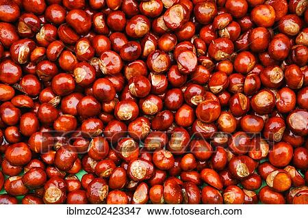 Stock Photo - Ripe Horse Chestnuts (Aesculus hippocastanum), Othenstorf, Mecklenburg-Western Pomerania, Germany, Europe. Fotosearch