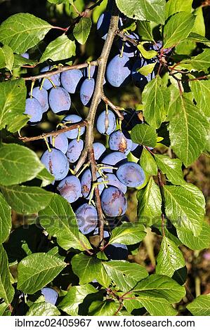 Stock Photo - "Ripe plums (Prunus domestica subsp. ) on the tree, Eckental, Middle Franconia, Bavaria, Germany, Europe". Fotosearch