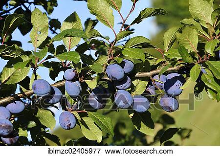 "Ripe plums (Prunus domestica subsp. ) on the tree, Eckental, Middle Franconia, Bavaria, Germany, Europe" View Large Photo Image Stock Photo - "Ripe plums (Prunus domestica subsp. ) on the tree, Eckental, Middle Franconia, Bavaria, Germany, Europe". Fotosearch