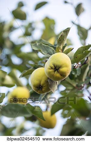 Stock Image - Ripe Quinces (Cydonia oblonga) on a branch. Fotosearch