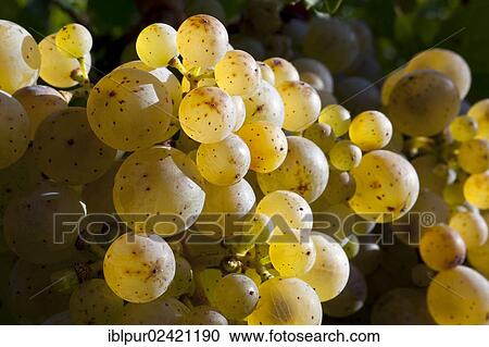 Ripe Riesling grapes in the vineyards of Wackerbarth Palace, Radebeul, Saxon Elbeland, Saxony, Germany, Europe View Large Photo Image Stock Image - Ripe Riesling grapes in the vineyards of Wackerbarth Palace, Radebeul, Saxon Elbeland, Saxony, Germany, Europe. Fotosearch
