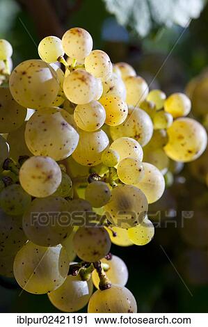 Ripe Riesling grapes in the vineyards of Wackerbarth Palace, Radebeul, Saxon Elbeland, Saxony, Germany, Europe View Large Photo Image Stock Image - Ripe Riesling grapes in the vineyards of Wackerbarth Palace, Radebeul, Saxon Elbeland, Saxony, Germany, Europe. Fotosearch