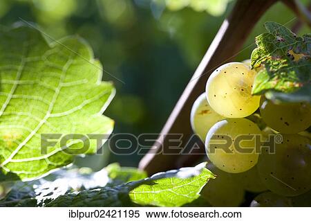 Ripe Riesling grapes in the vineyards of Wackerbarth Palace, Radebeul, Saxon Elbeland, Saxony, Germany, Europe View Large Photo Image Stock Photography - Ripe Riesling grapes in the vineyards of Wackerbarth Palace, Radebeul, Saxon Elbeland, Saxony, Germany, Europe. Fotosearch