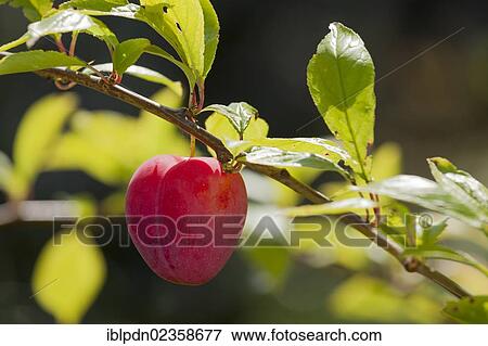 Ripe single Plum Lizzie (Prunus domestica) on branch of tree View Large Photo Image Stock Photo - Ripe single Plum Lizzie (Prunus domestica) on branch of tree. Fotosearch