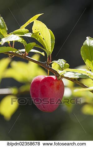 Ripe single Plum Lizzie (Prunus domestica) on branch of tree View Large Photo Image Stock Photo - Ripe single Plum Lizzie (Prunus domestica) on branch of tree. Fotosearch