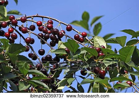 Stock Photo - "Ripe Sour cherries (Prunus cerasus) on a tree against a blue sky, Schnaittach, Middle Franconia, Bavaria, Germany, Europe". Fotosearch