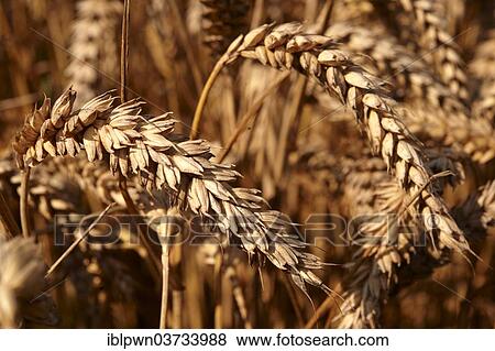 "Ripe Wheat (Triticum spp. ), United Kingdom, Europe" View Large Photo Image Stock Photo - "Ripe Wheat (Triticum spp. ), United Kingdom, Europe". Fotosearch