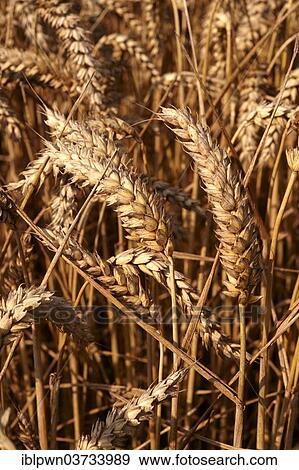 "Ripe Wheat (Triticum spp. ), United Kingdom, Europe" View Large Photo Image Stock Photo - "Ripe Wheat (Triticum spp. ), United Kingdom, Europe". Fotosearch