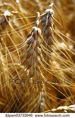"Ripe Wheat (Triticum spp. ), United Kingdom, Europe" View Large Photo Image Stock Photograph - "Ripe Wheat (Triticum spp. ), United Kingdom, Europe". Fotosearch