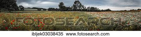 "Ripening rape field with poppies, Nahe Hagen, Rugen island, Rugen, Mecklenburg-Western Pomerania, Germany, Europe" View Large Photo Image Stock Photography - "Ripening rape field with poppies, Nahe Hagen, Rugen island, Rugen, Mecklenburg-Western Pomerania, Germany, Europe". Fotosearch