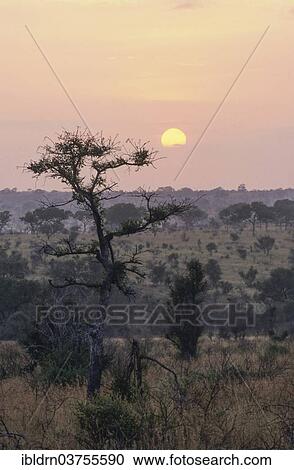 "River landscape in the southern Kruger National Park, Kruger National Park, Skukuza, South Africa, Africa" View Large Photo Image Stock Image - "River landscape in the southern Kruger National Park, Kruger National Park, Skukuza, South Africa, Africa". Fotosearch