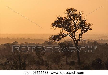 "River landscape in the southern Kruger National Park, Kruger National Park, Skukuza, South Africa, Africa" View Large Photo Image Stock Photo - "River landscape in the southern Kruger National Park, Kruger National Park, Skukuza, South Africa, Africa". Fotosearch