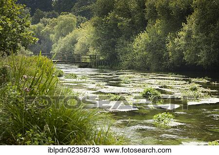 "River weed and wooden footbridge over tree lined River Itchen, Ovington, Hampshire, England, United Kingdom, Europe" View Large Photo Image Stock Image - "River weed and wooden footbridge over tree lined River Itchen, Ovington, Hampshire, England, United Kingdom, Europe". Fotosearch