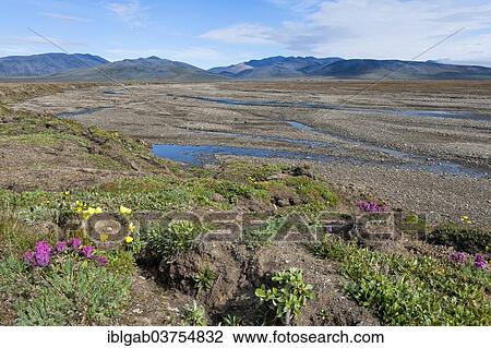 "Riverbed, Doubtful River, near Doubtful Village, Wrangel Island, Far Eastern Federal District, Russia, Europe" View Large Photo Image Stock Image - "Riverbed, Doubtful River, near Doubtful Village, Wrangel Island, Far Eastern Federal District, Russia, Europe". Fotosearch