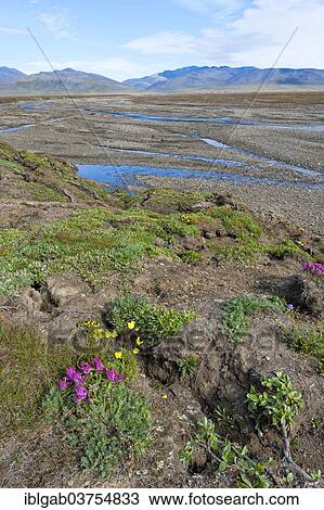 "Riverbed, Doubtful River, near Doubtful Village, Wrangel Island, Far Eastern Federal District, Russia, Europe" View Large Photo Image Stock Image - "Riverbed, Doubtful River, near Doubtful Village, Wrangel Island, Far Eastern Federal District, Russia, Europe". Fotosearch