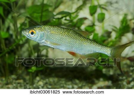 "Roach (Rutilus rutilus), freshwater fish, native to Europe, captive, North Rhine-Westphalia, Germany, Europe" View Large Photo Image Stock Photography - "Roach (Rutilus rutilus), freshwater fish, native to Europe, captive, North Rhine-Westphalia, Germany, Europe". Fotosearch