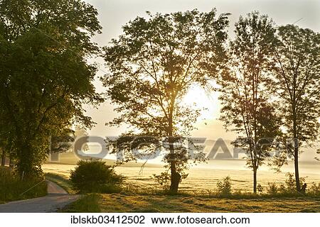 Stock Image - "Road and trees in the morning with backlighting, Leutstetten, Starnberg, Upper Bavaria, Bavaria, Germany, Europe". Fotosearch