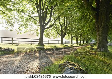 "Road lined with old trees, with a paddock in the fog, Ammerland am Starnberger See, Munsing, Upper Bavaria, Bavaria, Germany, Europe" View Large Photo Image Stock Photography - "Road lined with old trees, with a paddock in the fog, Ammerland am Starnberger See, Munsing, Upper Bavaria, Bavaria, Germany, Europe". Fotosearch