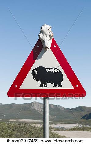 Stock Photo - "Road sign, warning sign, musk ox, at Kangerlussuaq, West Greenland, Greenland, North America". Fotosearch