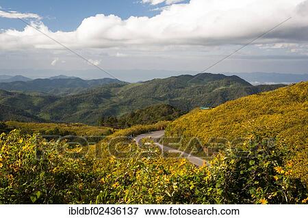 "Road through field of Tree marigold, Mexican tournesol, Mexican sunflower, Japanese sunflower or Nitobe chrysanthemum (Tithonia diversifolia), Thung Dok Bua Tong, Amphoe Khun Yuam, Mae Hong Son Province, Northern Thailand, Thailand, Asia" View Large Photo Image Stock Photo - "Road through field of Tree marigold, Mexican tournesol, Mexican sunflower, Japanese sunflower or Nitobe chrysanthemum (Tithonia diversifolia), Thung Dok Bua Tong, Amphoe Khun Yuam, Mae Hong Son Province, Northern Thailand, Thailand, Asia". Fotosearch