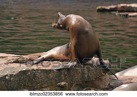 "Roaring California Sea Lion (Zalophus californianus) on a rock, Nuremberg Zoo, Am Tiergarten 30, Nuremberg, Middle Franconia, Bavaria, Germany, Europe" View Large Photo Image Stock Photograph - "Roaring California Sea Lion (Zalophus californianus) on a rock, Nuremberg Zoo, Am Tiergarten 30, Nuremberg, Middle Franconia, Bavaria, Germany, Europe". Fotosearch