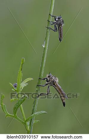 Stock Photo - "Robber Flies (Eutolmus rufibarbis) and (Neomochtherus geniculatus), Baden-Wurttemberg, Germany, Europe". Fotosearch