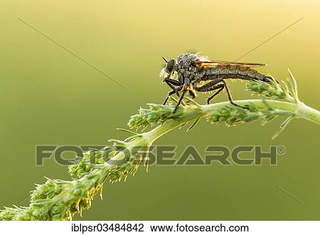 "Robber fly (Asilidae), Brixen, Trentino Province, Trentino-Alto Adige, Italy, Europe" View Large Photo Image Stock Image - "Robber fly (Asilidae), Brixen, Trentino Province, Trentino-Alto Adige, Italy, Europe". Fotosearch