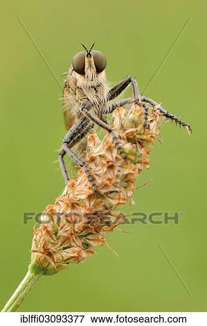 Stock Photo - "Robber fly (Asiloidea), perched on a wilted flower, Valle Verzasca, Kanton Tessin, Switzerland, Europe". Fotosearch
