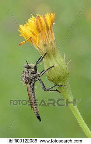 "Robber fly (Asiloidea), perched on a yellow flower, Valle Verzasca, Kanton Tessin, Switzerland, Europe" View Large Photo Image Stock Photography - "Robber fly (Asiloidea), perched on a yellow flower, Valle Verzasca, Kanton Tessin, Switzerland, Europe". Fotosearch