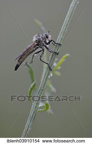 Picture - "Robber Fly (Eutolmus rufibarbis), Baden-Wurttemberg, Germany, Europe". Fotosearch