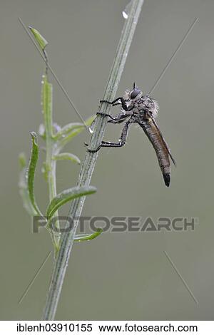 "Robber Fly (Eutolmus rufibarbis), Baden-Wurttemberg, Germany, Europe" View Large Photo Image Stock Photography - "Robber Fly (Eutolmus rufibarbis), Baden-Wurttemberg, Germany, Europe". Fotosearch