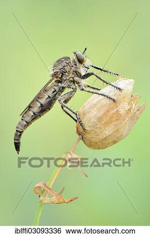 "Robberfly (Didysmachus picipes) perched on a wilted flower, Valle Verzasca, Kanton Tessin, Switzerland, Europe" View Large Photo Image Stock Photograph - "Robberfly (Didysmachus picipes) perched on a wilted flower, Valle Verzasca, Kanton Tessin, Switzerland, Europe". Fotosearch
