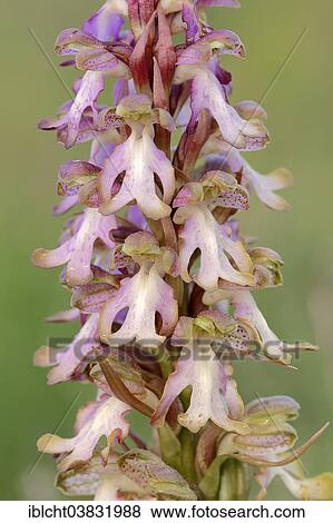 "Roberts Mastorchis (Barlia robertiana, Himantoglossum robertianum), Southern France, Provence, France, Europe" View Large Photo Image Stock Photo - "Roberts Mastorchis (Barlia robertiana, Himantoglossum robertianum), Southern France, Provence, France, Europe". Fotosearch