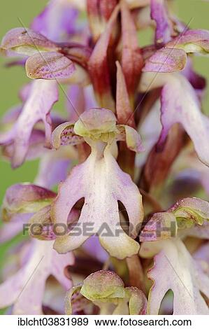 "Roberts Mastorchis (Barlia robertiana, Himantoglossum robertianum), Southern France, Provence, France, Europe" View Large Photo Image Stock Photo - "Roberts Mastorchis (Barlia robertiana, Himantoglossum robertianum), Southern France, Provence, France, Europe". Fotosearch