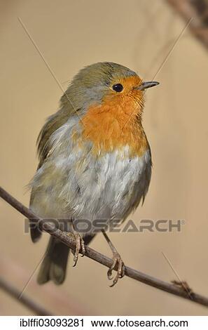 "Robin (Erithacus rubecula), Dortmund, Ruhr district, North Rhine-Westphalia, Germany, Europe" View Large Photo Image Stock Image - "Robin (Erithacus rubecula), Dortmund, Ruhr district, North Rhine-Westphalia, Germany, Europe". Fotosearch