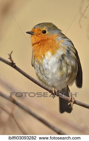 "Robin (Erithacus rubecula), Dortmund, Ruhr district, North Rhine-Westphalia, Germany, Europe" View Large Photo Image Stock Image - "Robin (Erithacus rubecula), Dortmund, Ruhr district, North Rhine-Westphalia, Germany, Europe". Fotosearch