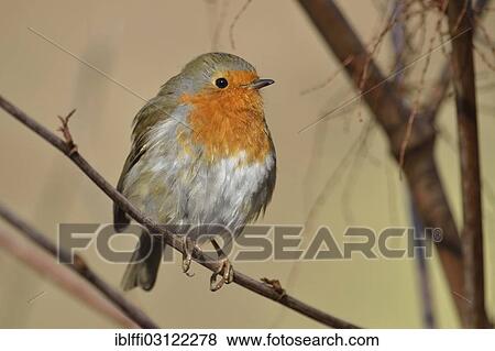 "Robin (Erithacus rubecula), Dortmund, Ruhr district, North Rhine-Westphalia, Germany, Europe" View Large Photo Image Stock Photo - "Robin (Erithacus rubecula), Dortmund, Ruhr district, North Rhine-Westphalia, Germany, Europe". Fotosearch