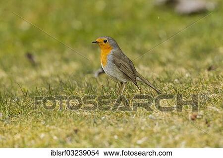 "Robin (Erithacus rubecula), Hesse, Germany, Europe" View Large Photo Image Picture - "Robin (Erithacus rubecula), Hesse, Germany, Europe". Fotosearch