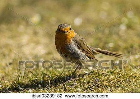 "Robin (Erithacus rubecula), Hesse, Germany, Europe" View Large Photo Image Stock Image - "Robin (Erithacus rubecula), Hesse, Germany, Europe". Fotosearch