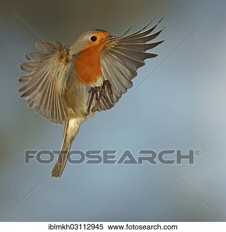 "Robin (Erithacus rubecula) in flight, Asbach, Bad Hersfeld, Hesse, Germany, Europe" View Large Photo Image Stock Photography - "Robin (Erithacus rubecula) in flight, Asbach, Bad Hersfeld, Hesse, Germany, Europe". Fotosearch