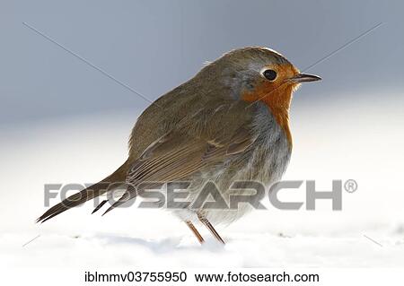 Stock Image - "Robin (Erithacus rubecula) in the snow, Lower Saxony, Germany, Europe". Fotosearch