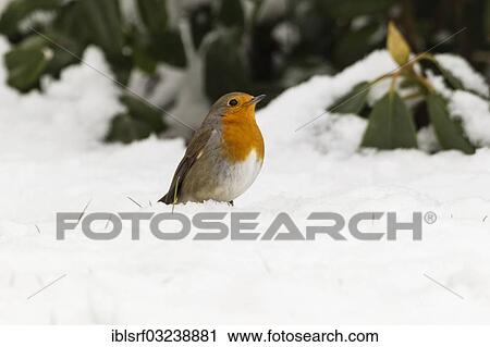 Stock Image - "Robin (Erithacus rubecula) in the snow, Hesse, Germany, Europe". Fotosearch