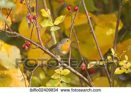 "Robin (Erithacus rubecula), Limburg an der Lahn, Hesse, Germany, Europe" View Large Photo Image Picture - "Robin (Erithacus rubecula), Limburg an der Lahn, Hesse, Germany, Europe". Fotosearch