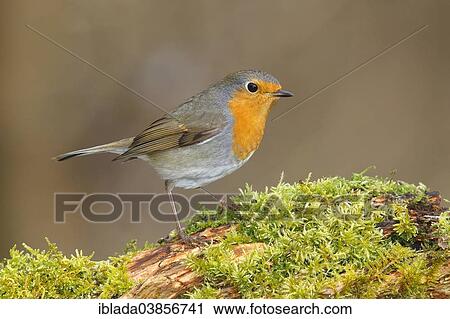 "Robin (Erithacus rubecula), North Rhine-Westphalia, Germany, Europe" View Large Photo Image Stock Image - "Robin (Erithacus rubecula), North Rhine-Westphalia, Germany, Europe". Fotosearch