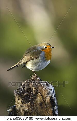 Stock Image - "Robin (Erithacus rubecula), on perch, Tyrol, Austria, Europe". Fotosearch