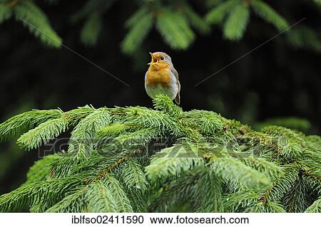 Robin (Erithacus rubecula), sitting on a Spruce (Picea abies) and singing, Bavaria, Germany, Europe View Large Photo Image Stock Image - Robin (Erithacus rubecula), sitting on a Spruce (Picea abies) and singing, Bavaria, Germany, Europe. Fotosearch
