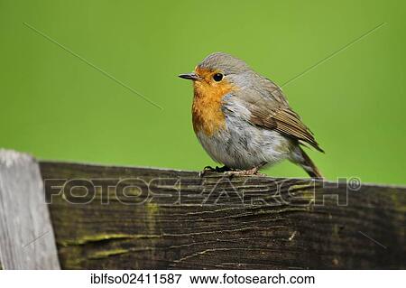 Robin (Erithacus rubecula), sitting on a fence, Bavaria, Germany, Europe View Large Photo Image Stock Photo - Robin (Erithacus rubecula), sitting on a fence, Bavaria, Germany, Europe. Fotosearch